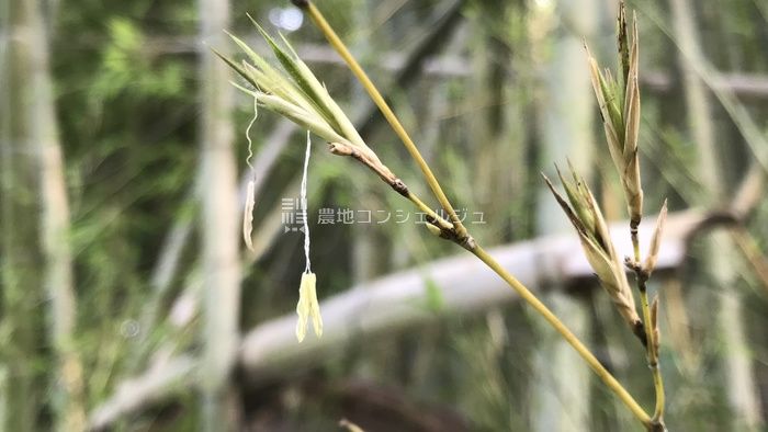 竹の花のアップ画像