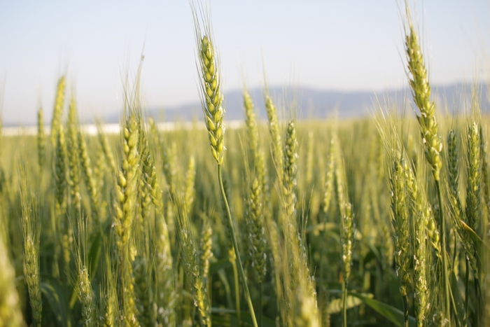 水はけの良いの農地で育つ大麦
